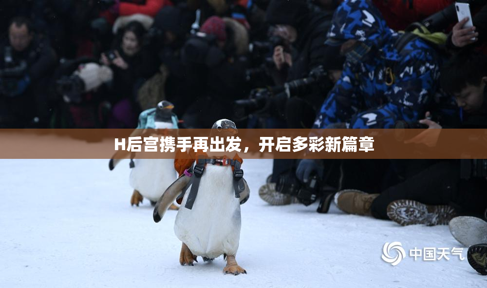 H后宫携手再出发，开启多彩新篇章