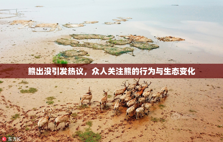 熊出没引发热议，众人关注熊的行为与生态变化