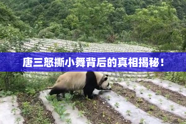 唐三怒撕小舞背后的真相揭秘！