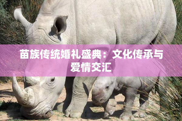 苗族传统婚礼盛典：文化传承与爱情交汇