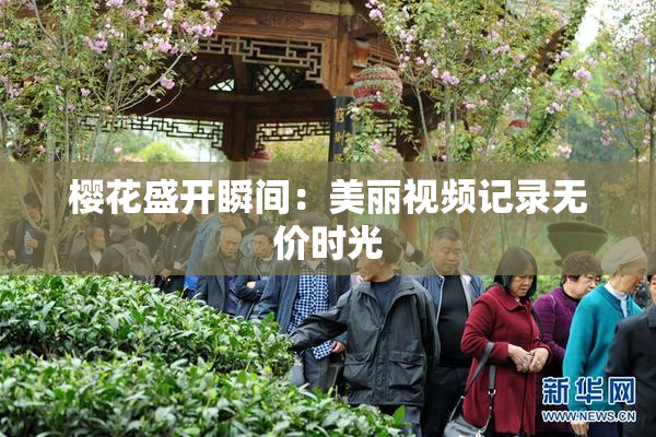 樱花盛开瞬间：美丽视频记录无价时光
