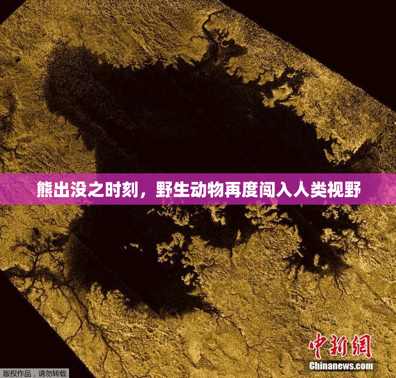 熊出没之时刻，野生动物再度闯入人类视野