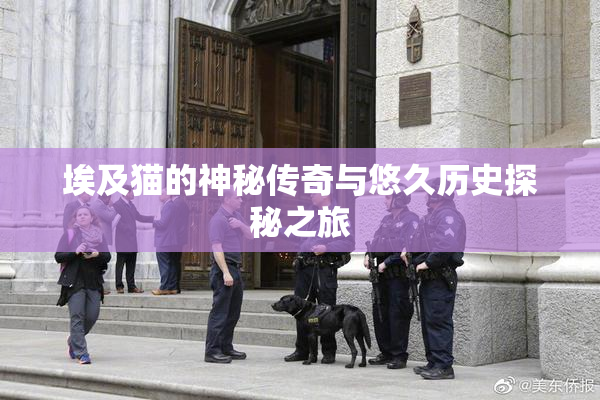 埃及猫的神秘传奇与悠久历史探秘之旅
