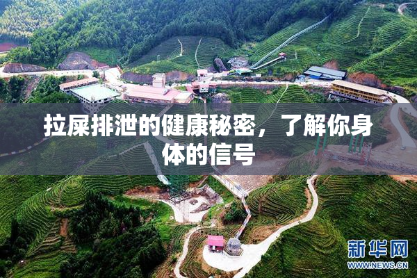 拉屎排泄的健康秘密，了解你身体的信号