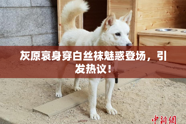 灰原哀身穿白丝袜魅惑登场，引发热议！