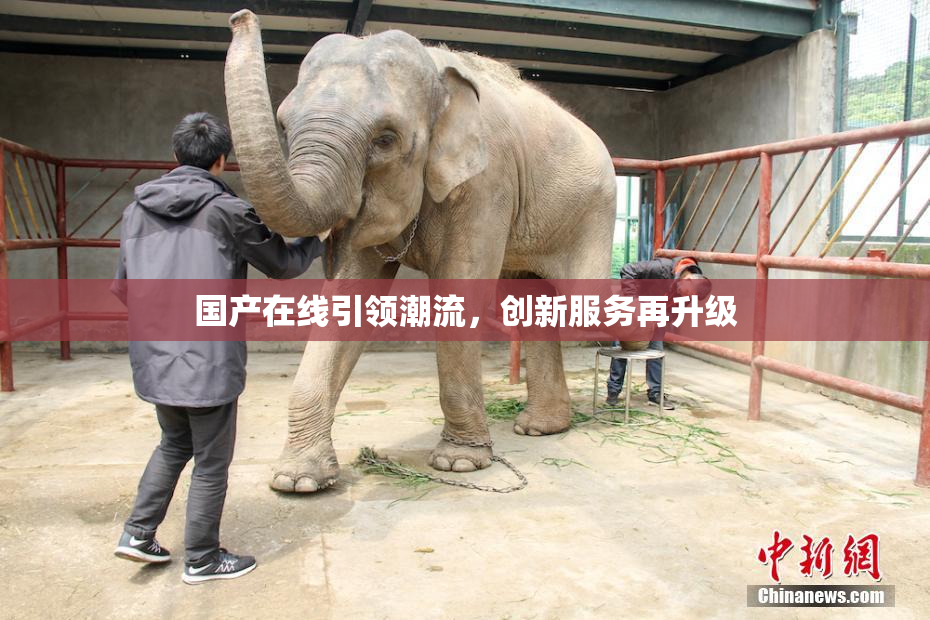 国产在线引领潮流，创新服务再升级