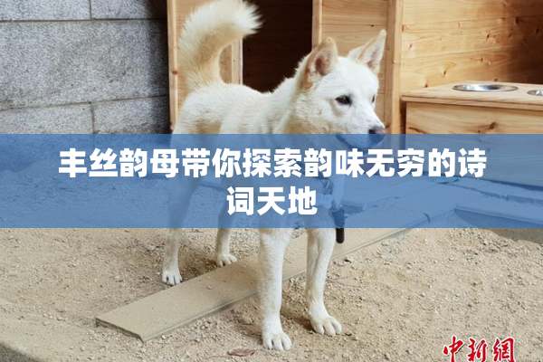 丰丝韵母带你探索韵味无穷的诗词天地