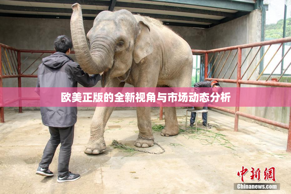 欧美正版的全新视角与市场动态分析