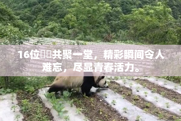 16位妺妺共聚一堂，精彩瞬间令人难忘，尽显青春活力。