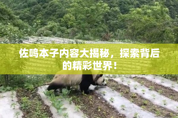 佐鸣本子内容大揭秘，探索背后的精彩世界！