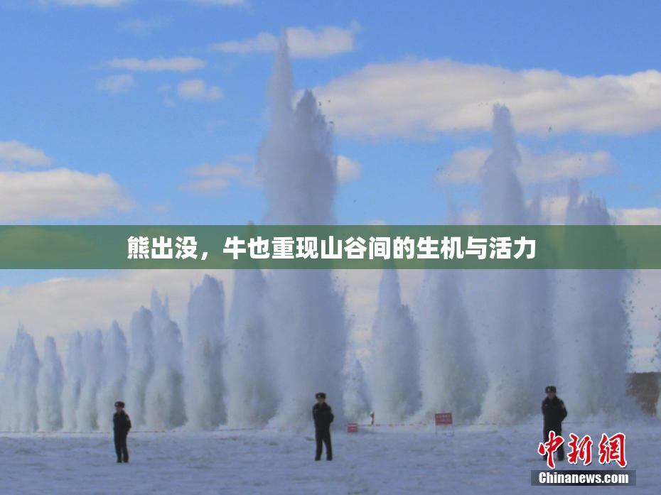 熊出没，牛也重现山谷间的生机与活力