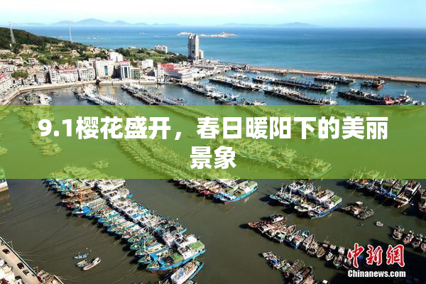 9.1樱花盛开，春日暖阳下的美丽景象