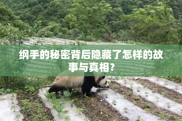 纲手的秘密背后隐藏了怎样的故事与真相？