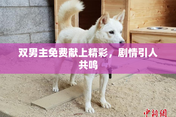 双男主免费献上精彩，剧情引人共鸣