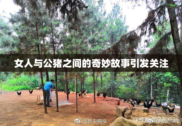 女人与公猪之间的奇妙故事引发关注