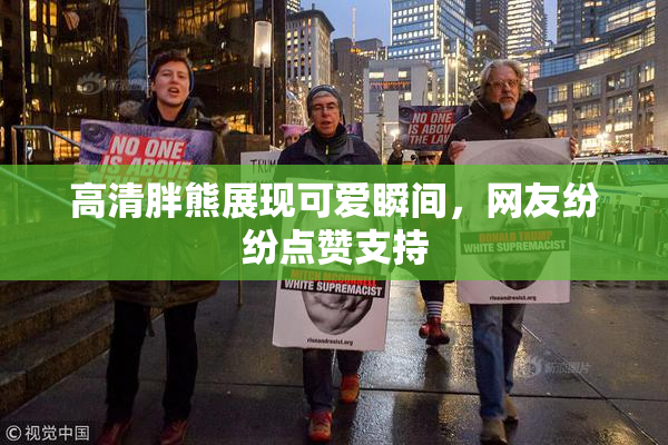 高清胖熊展现可爱瞬间，网友纷纷点赞支持