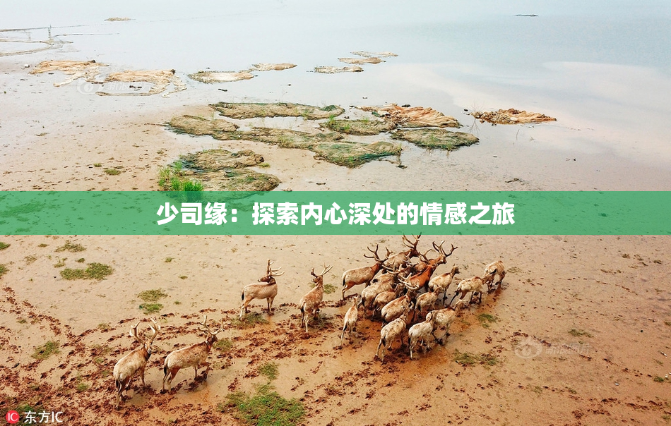 少司缘：探索内心深处的情感之旅