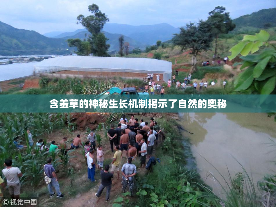 含羞草的神秘生长机制揭示了自然的奥秘