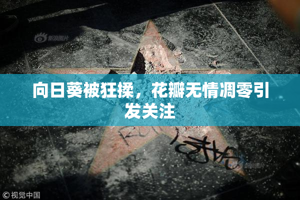 向日葵被狂揉，花瓣无情凋零引发关注