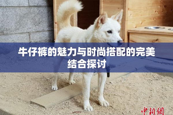 牛仔裤的魅力与时尚搭配的完美结合探讨