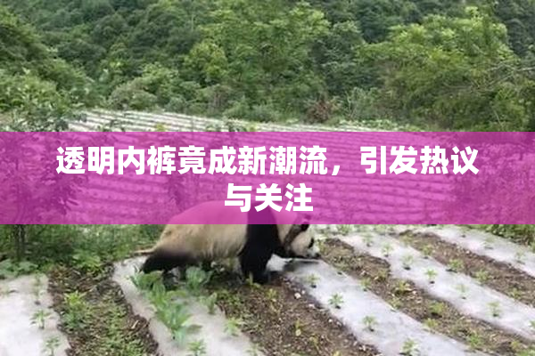 透明内裤竟成新潮流，引发热议与关注