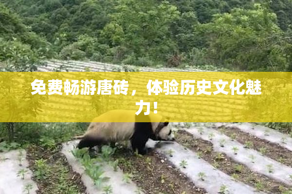 免费畅游唐砖，体验历史文化魅力！