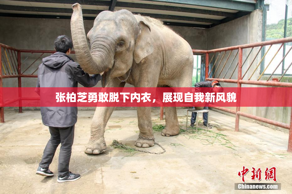 张柏芝勇敢脱下内衣，展现自我新风貌