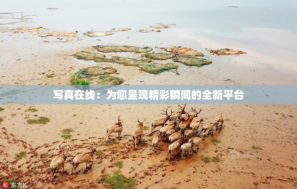 写真在线：为您呈现精彩瞬间的全新平台