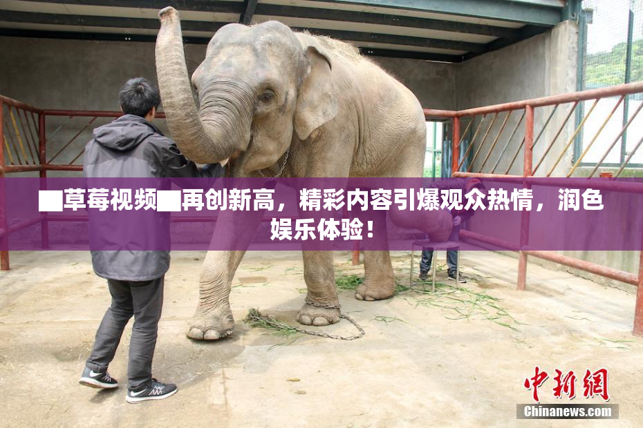 ▇草莓视频▇再创新高，精彩内容引爆观众热情，润色娱乐体验！