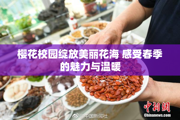 樱花校园绽放美丽花海 感受春季的魅力与温暖
