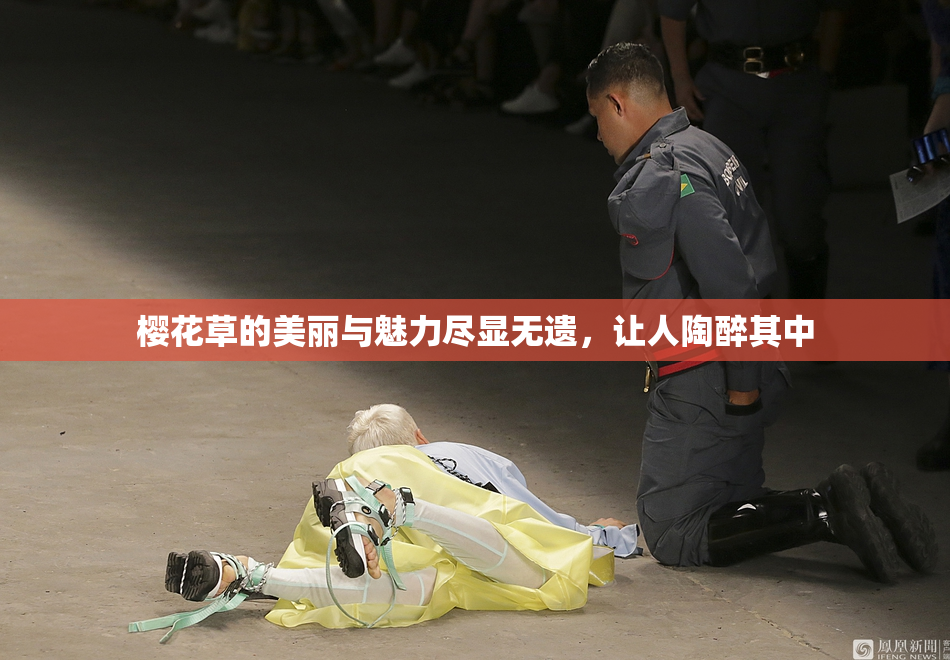 樱花草的美丽与魅力尽显无遗，让人陶醉其中