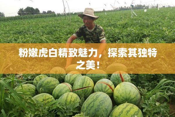 粉嫩虎白精致魅力，探索其独特之美！