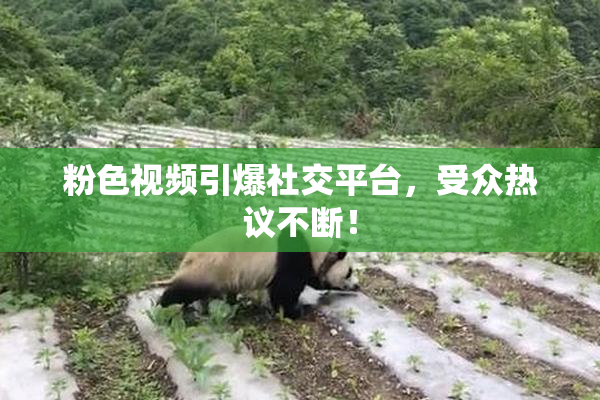 粉色视频引爆社交平台，受众热议不断！