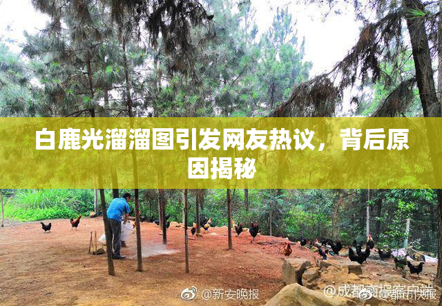 白鹿光溜溜图引发网友热议，背后原因揭秘