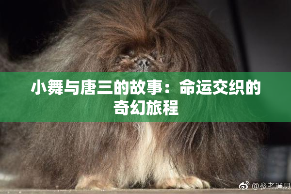 小舞与唐三的故事：命运交织的奇幻旅程