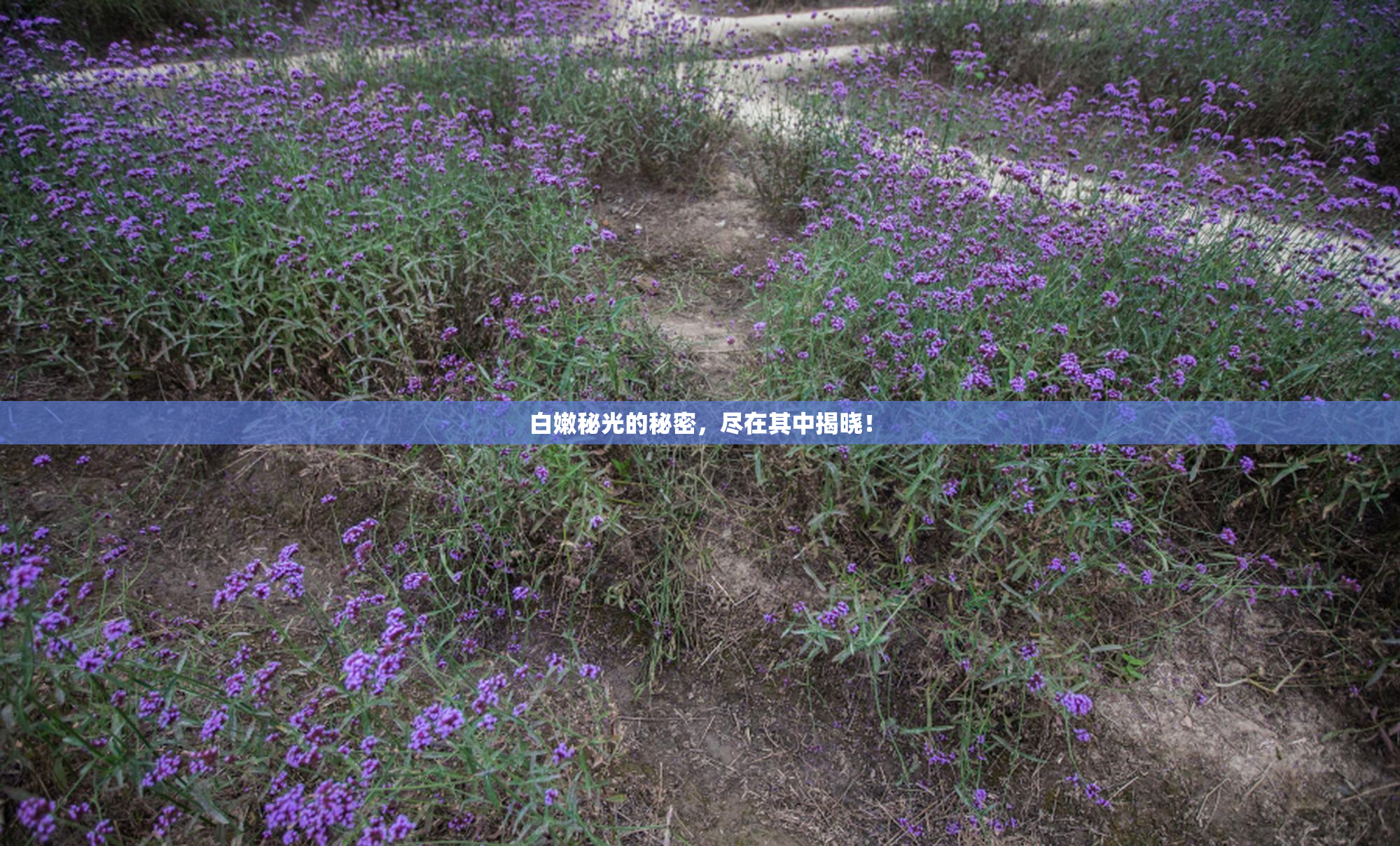 白嫩秘光的秘密，尽在其中揭晓！