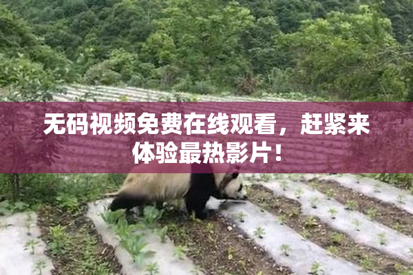 无码视频免费在线观看，赶紧来体验最热影片！