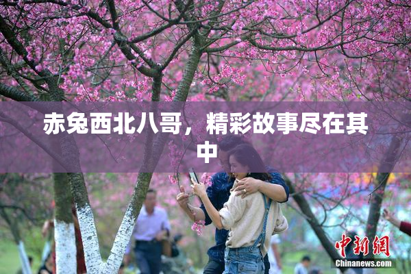 赤兔西北八哥，精彩故事尽在其中