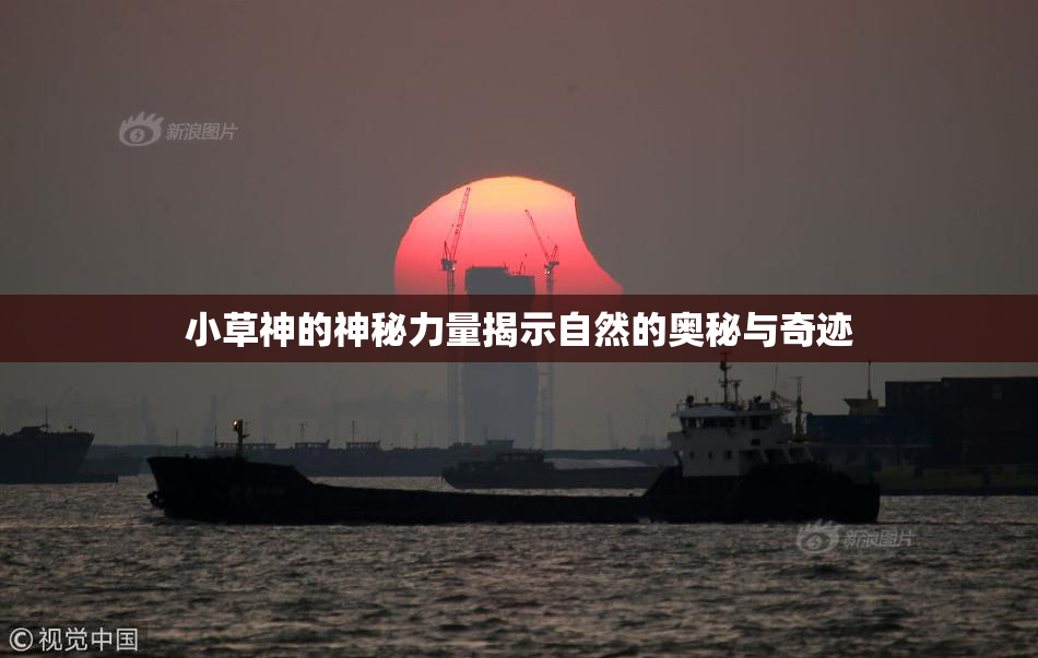 小草神的神秘力量揭示自然的奥秘与奇迹