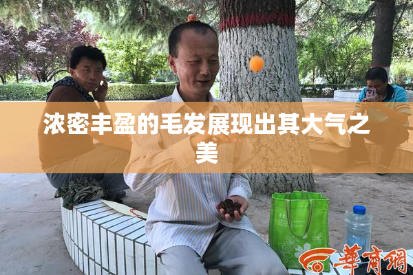 浓密丰盈的毛发展现出其大气之美