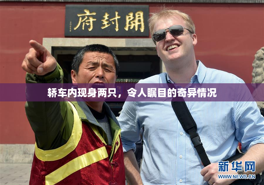 轿车内现身两只，令人瞩目的奇异情况