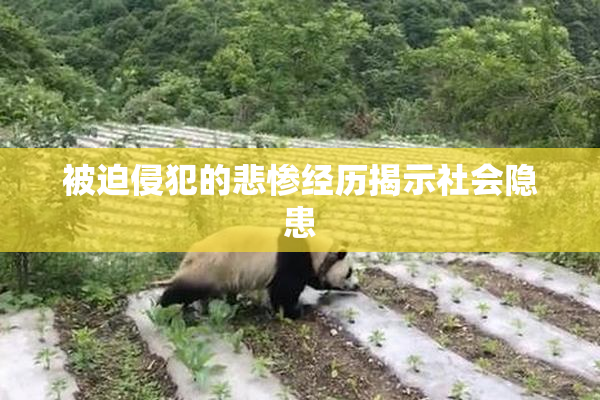 被迫侵犯的悲惨经历揭示社会隐患