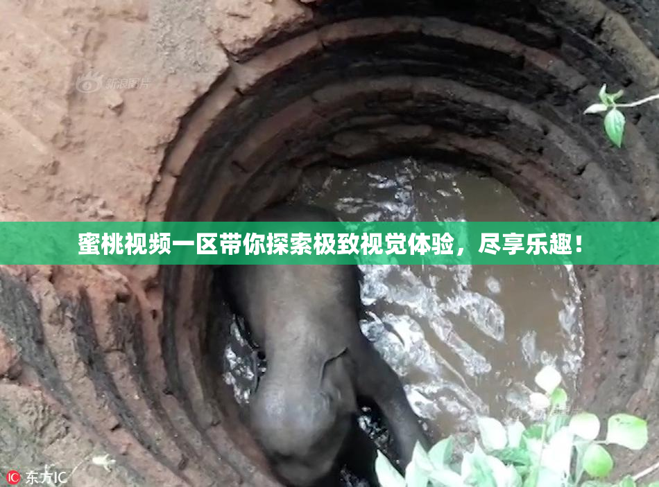 蜜桃视频一区带你探索极致视觉体验，尽享乐趣！