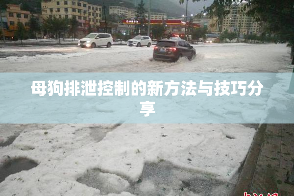 母狗排泄控制的新方法与技巧分享