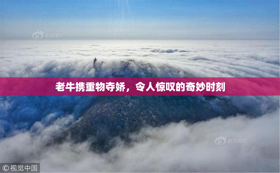 老牛携重物夺娇，令人惊叹的奇妙时刻