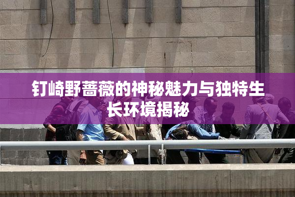 钉崎野蔷薇的神秘魅力与独特生长环境揭秘