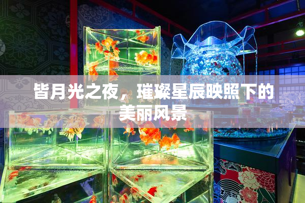 皆月光之夜，璀璨星辰映照下的美丽风景