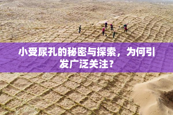 小受尿孔的秘密与探索，为何引发广泛关注？