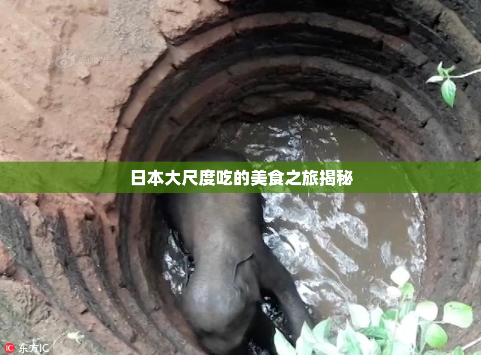 日本大尺度吃的美食之旅揭秘