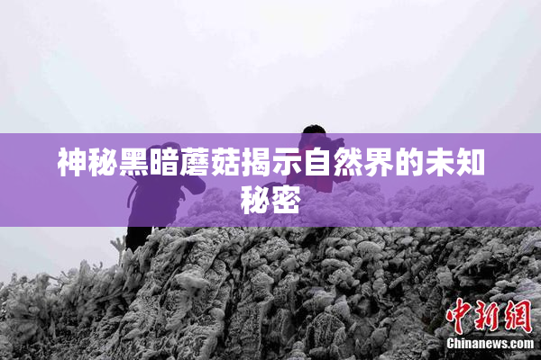 神秘黑暗蘑菇揭示自然界的未知秘密